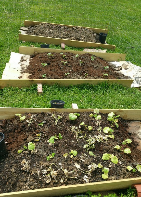 garden.jpg
