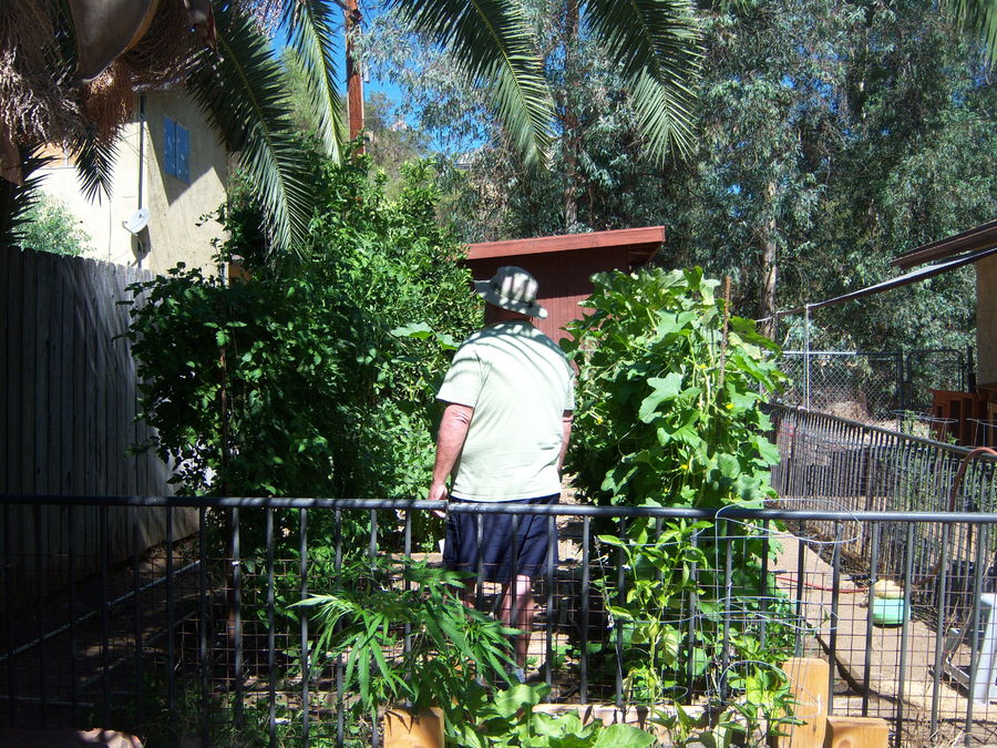 garden jungle.jpeg