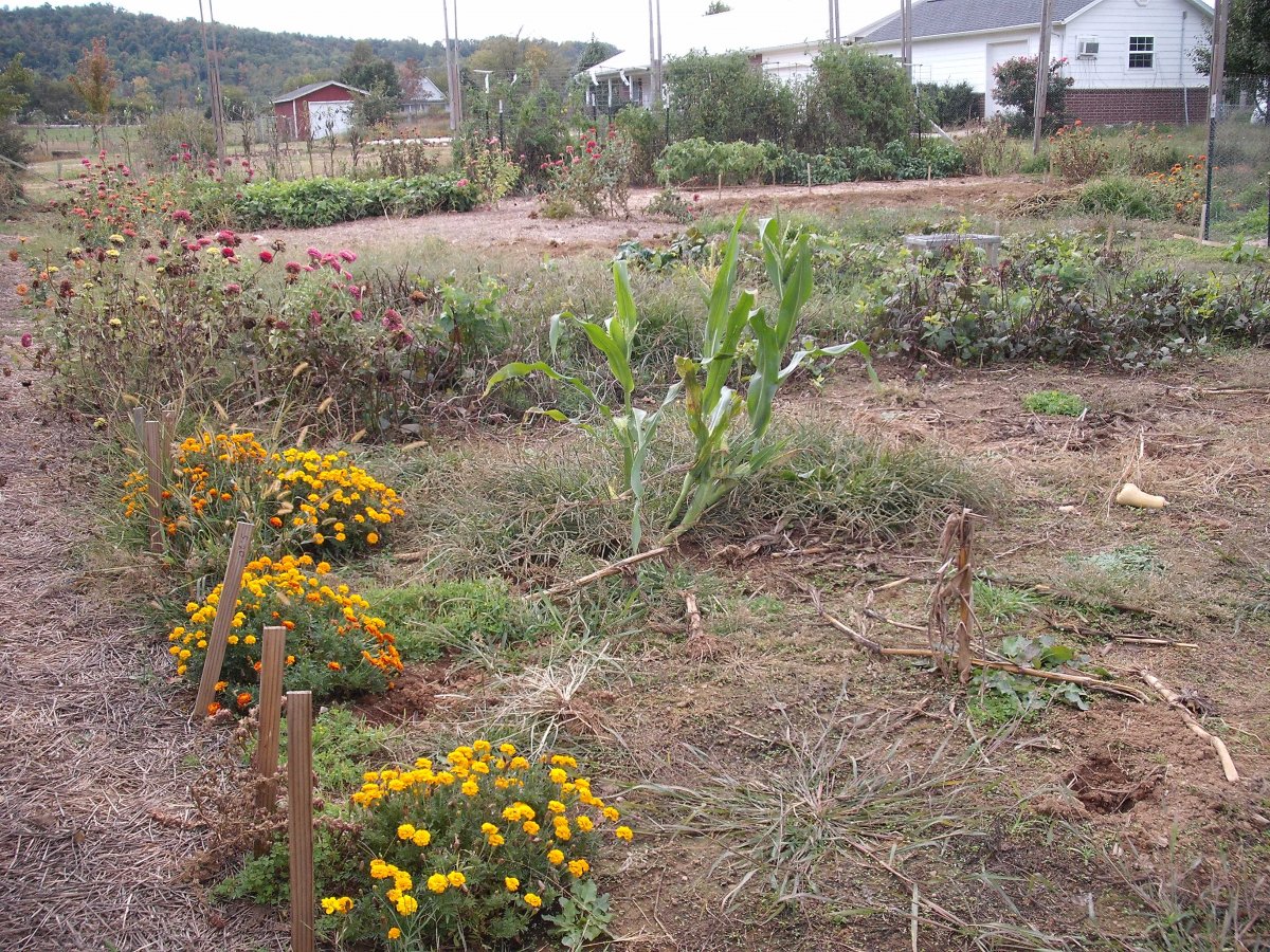 Garden NE.JPG