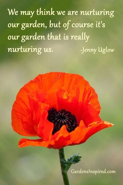 garden nurture.jpg