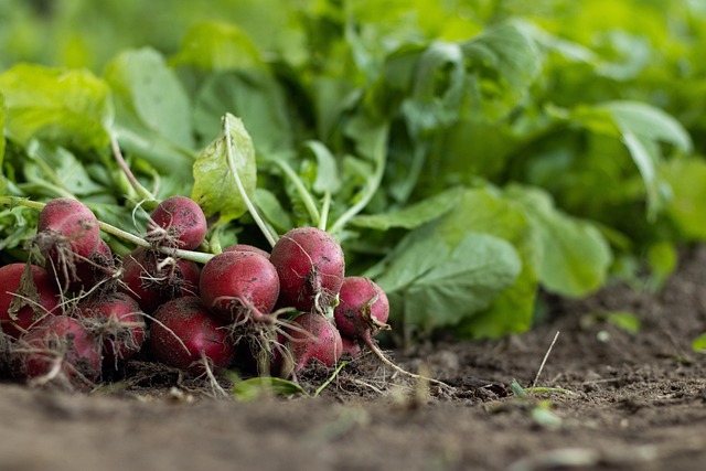 garden-radish-g7c1000f1b_640.jpg