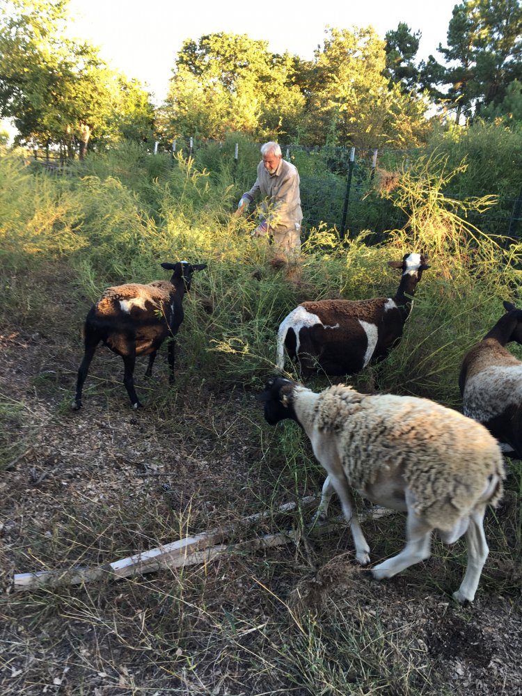 Garden sheep 3.JPG