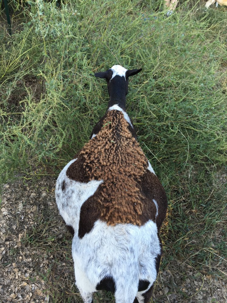 Garden sheep 4.JPG