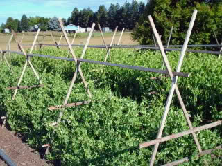 garden072010003-1.jpg