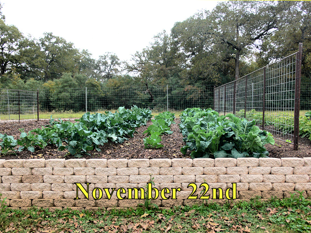 Garden1_112214.jpg