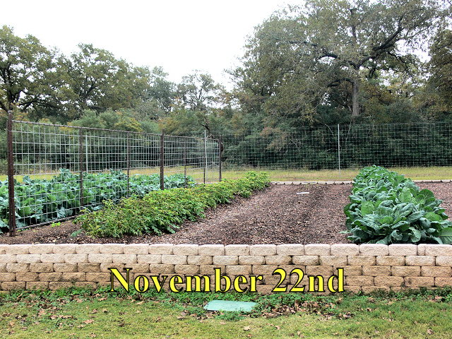 Garden2_112214.jpg