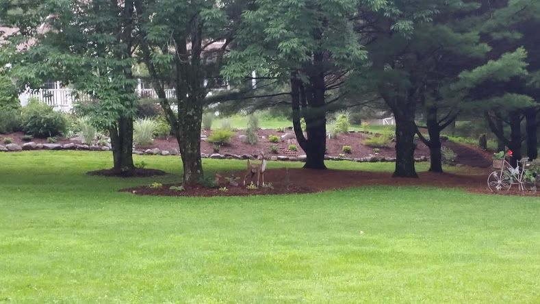 garden6.jpg