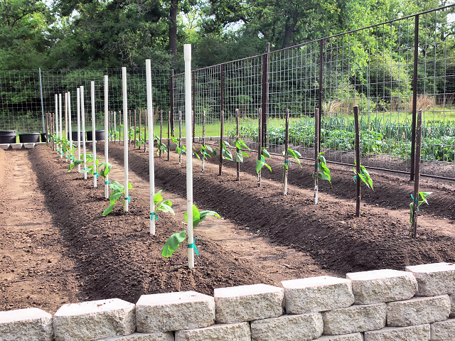 Garden_Started_040117.jpg