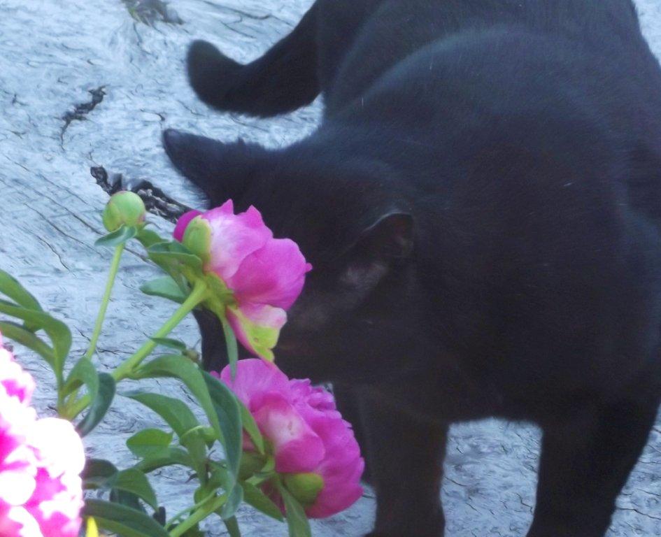 GardenGeisha.jpg