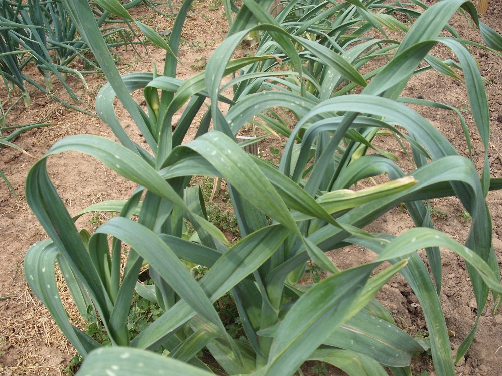 Garlic.JPG