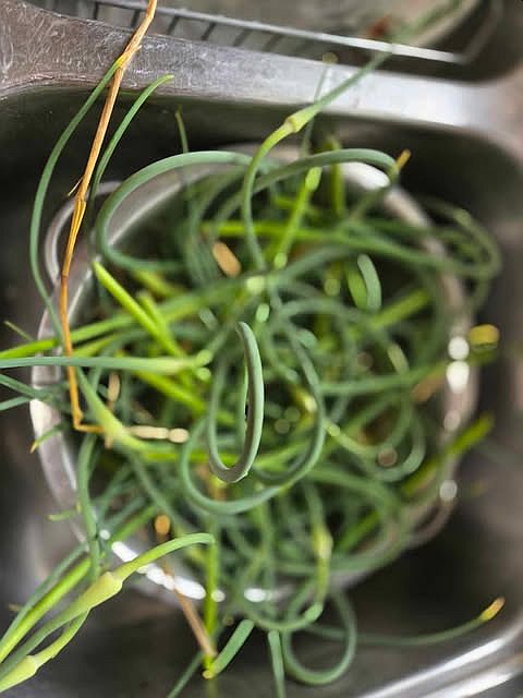 Garlic scapes, harvested 06-06-25.jpg