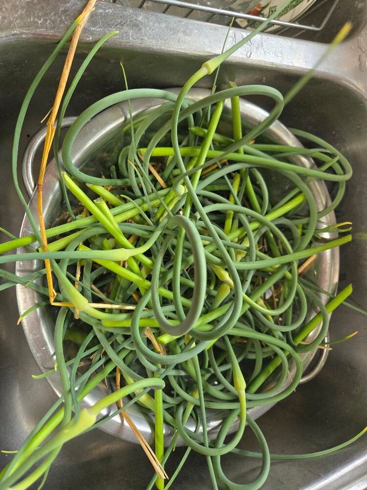 Garlic scapes, harvested 06-06-25.jpg