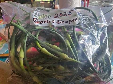 Garlic Scapes in freezer bag, 06-06-25.jpg