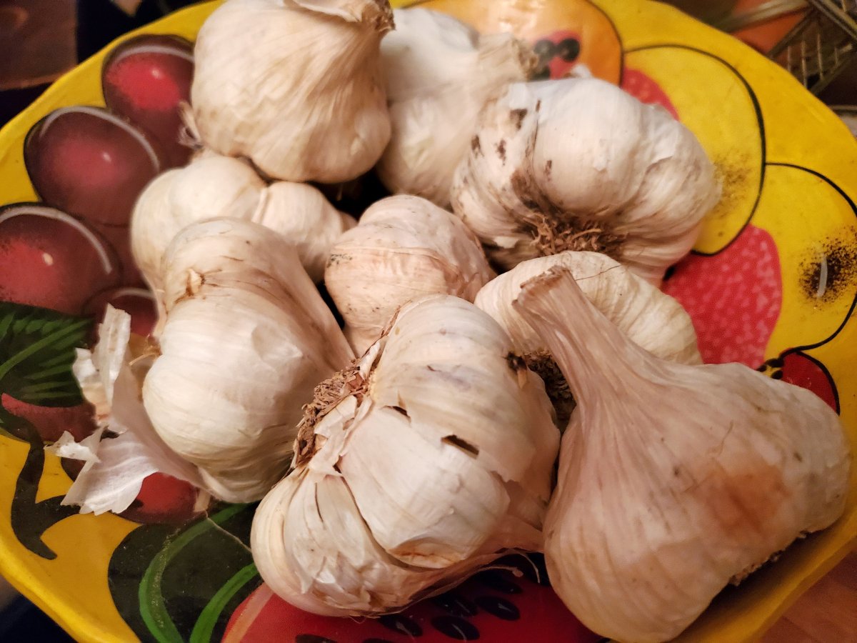 Garlic storage, 08-11-22.jpg