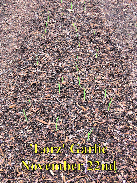 Garlic_112214.jpg