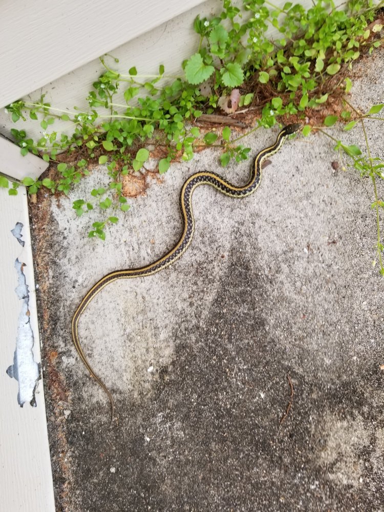 Garter Snake.jpg