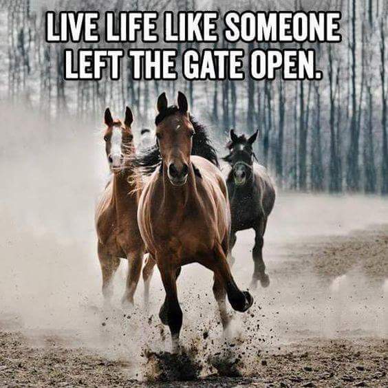 gate open.jpg