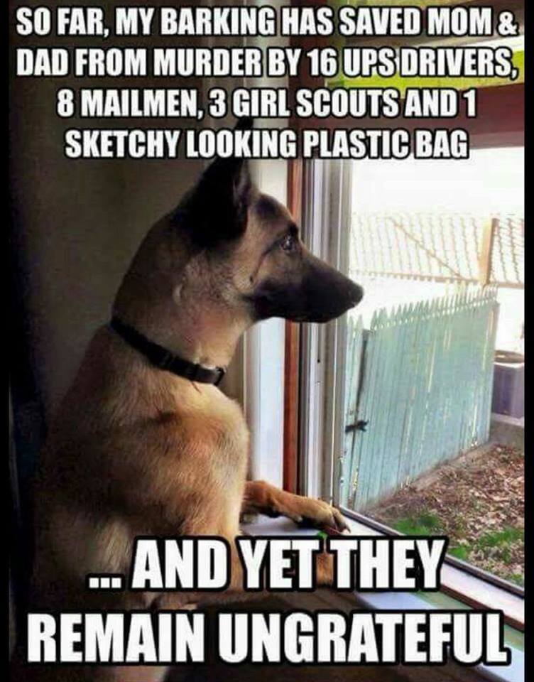 gaurd dog.jpg