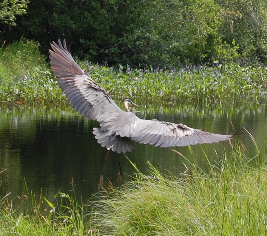 GBH up close.jpg
