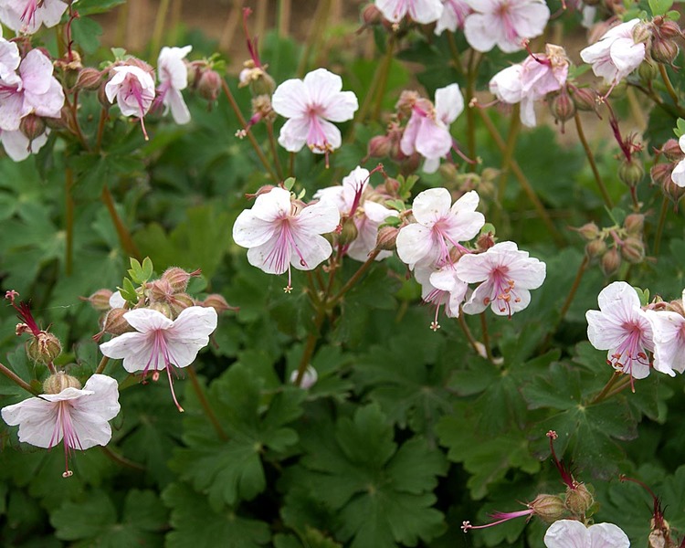 GEBI_2w_Geranium_Biokovo.jpg