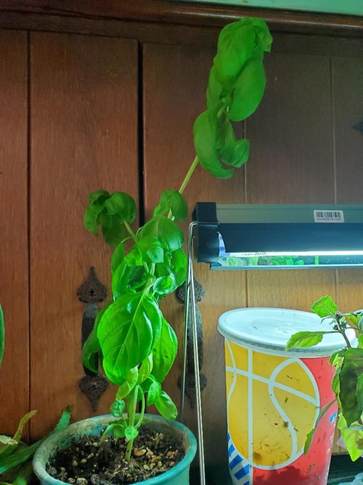 Genovese basil, 03-31-2020.jpg