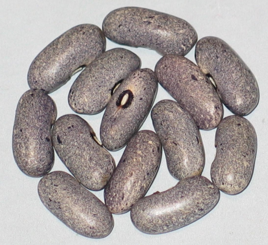 Giant Nilgiri.jpg