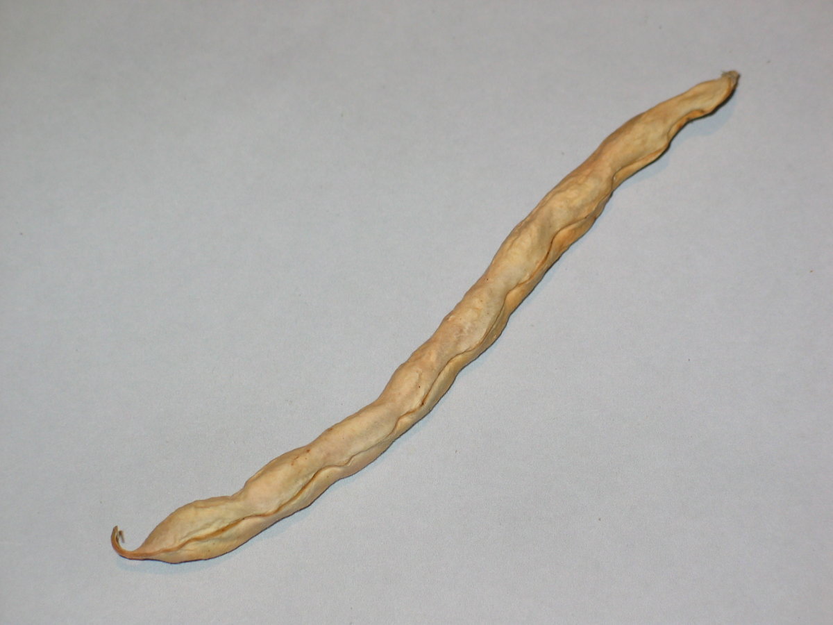 Giant Stringless Greenpod -1.jpg