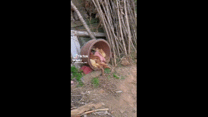 gif.gif