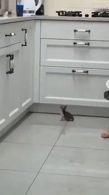 GIF7.gif