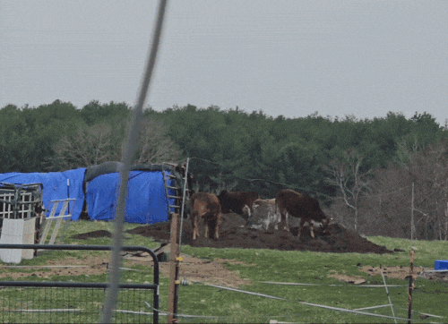 GIF_20250329_170038_019.gif