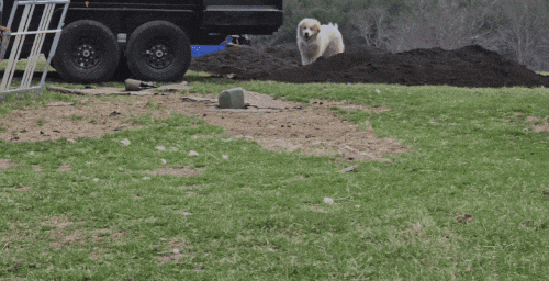 GIF_20250329_170111_277.gif