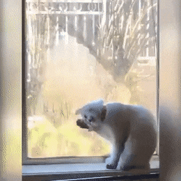 gifs_02.gif