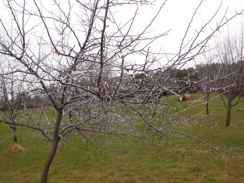 glass tree.JPG