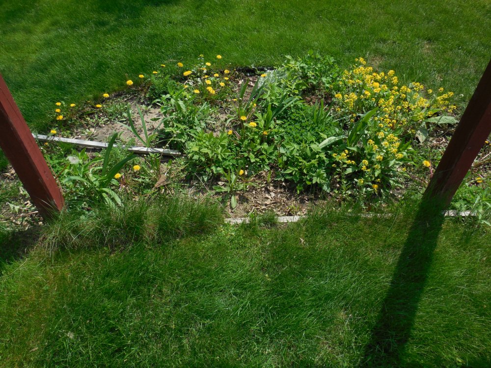 goalpost before.JPG