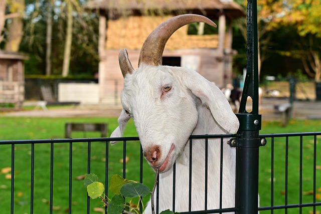 Protecting Your Plants from Goats