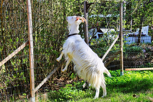 Protecting Your Plants from Goats