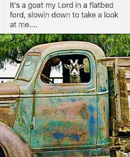 goat in truck.jpg