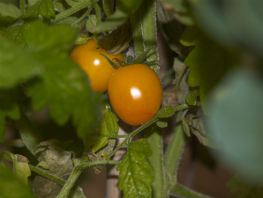 Gold_nugget_tomato_X3104405_03-10-2021-001.jpg