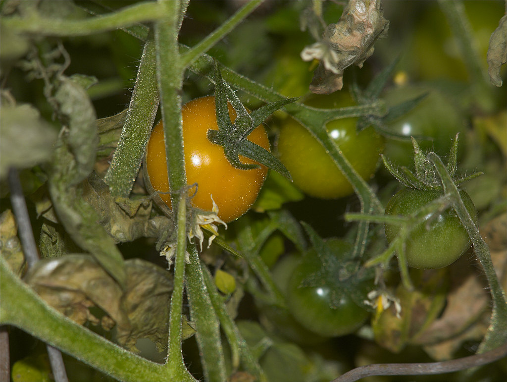 Gold_nugget_tomato_X3104406_03-10-2021-001.jpg