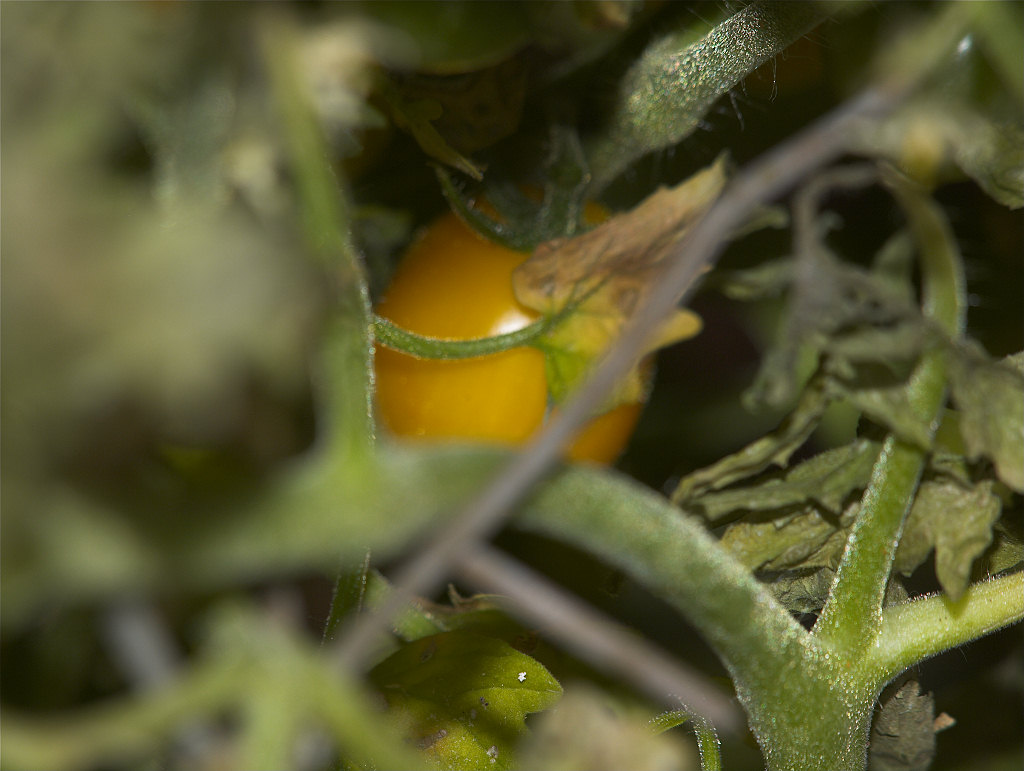 Gold_nugget_tomato_X3104407_03-10-2021-001.jpg