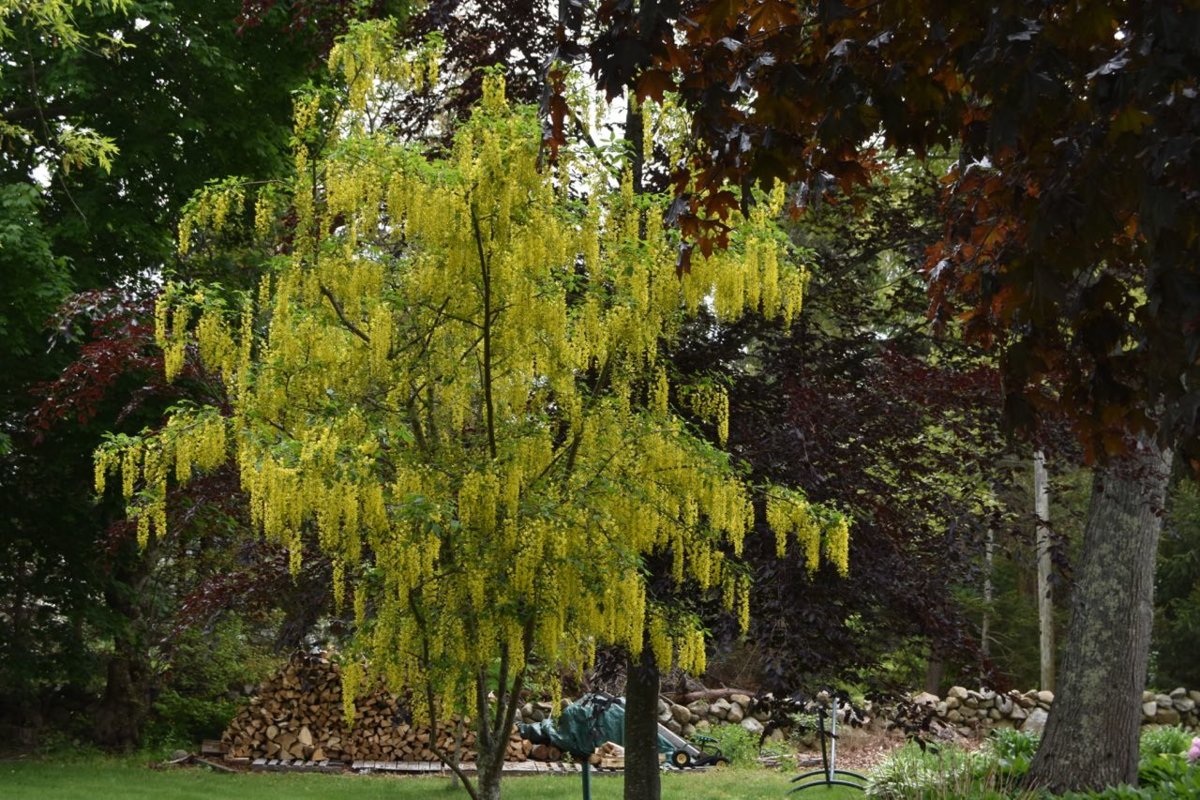 golden chain 1.jpg