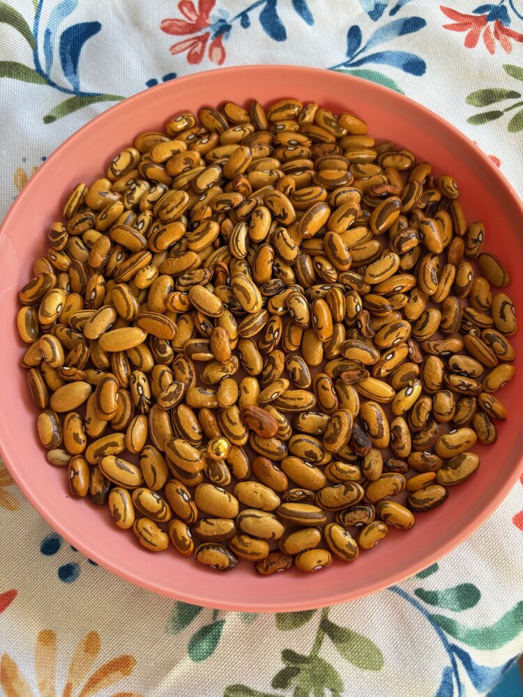 golden cornhill 25.jpg