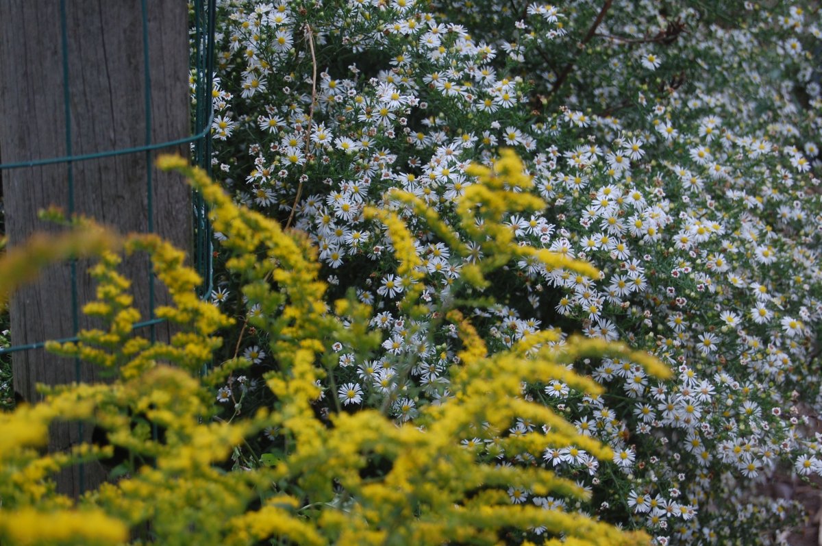 goldenrod and small daiseys.jpg
