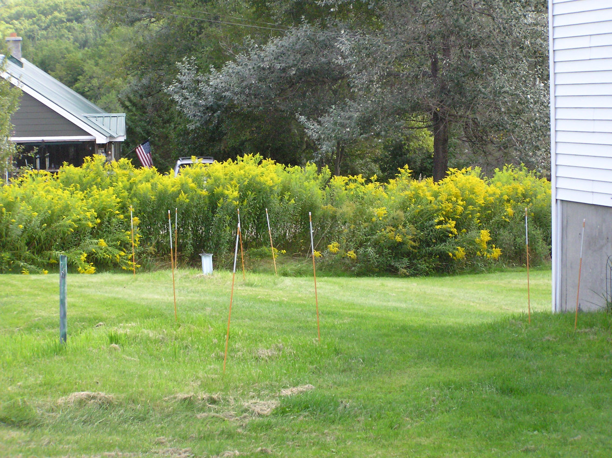 Goldenrod.JPG