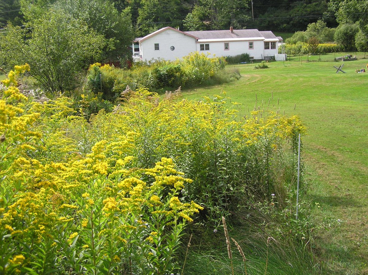 Goldenrod8Sep2016b.JPG