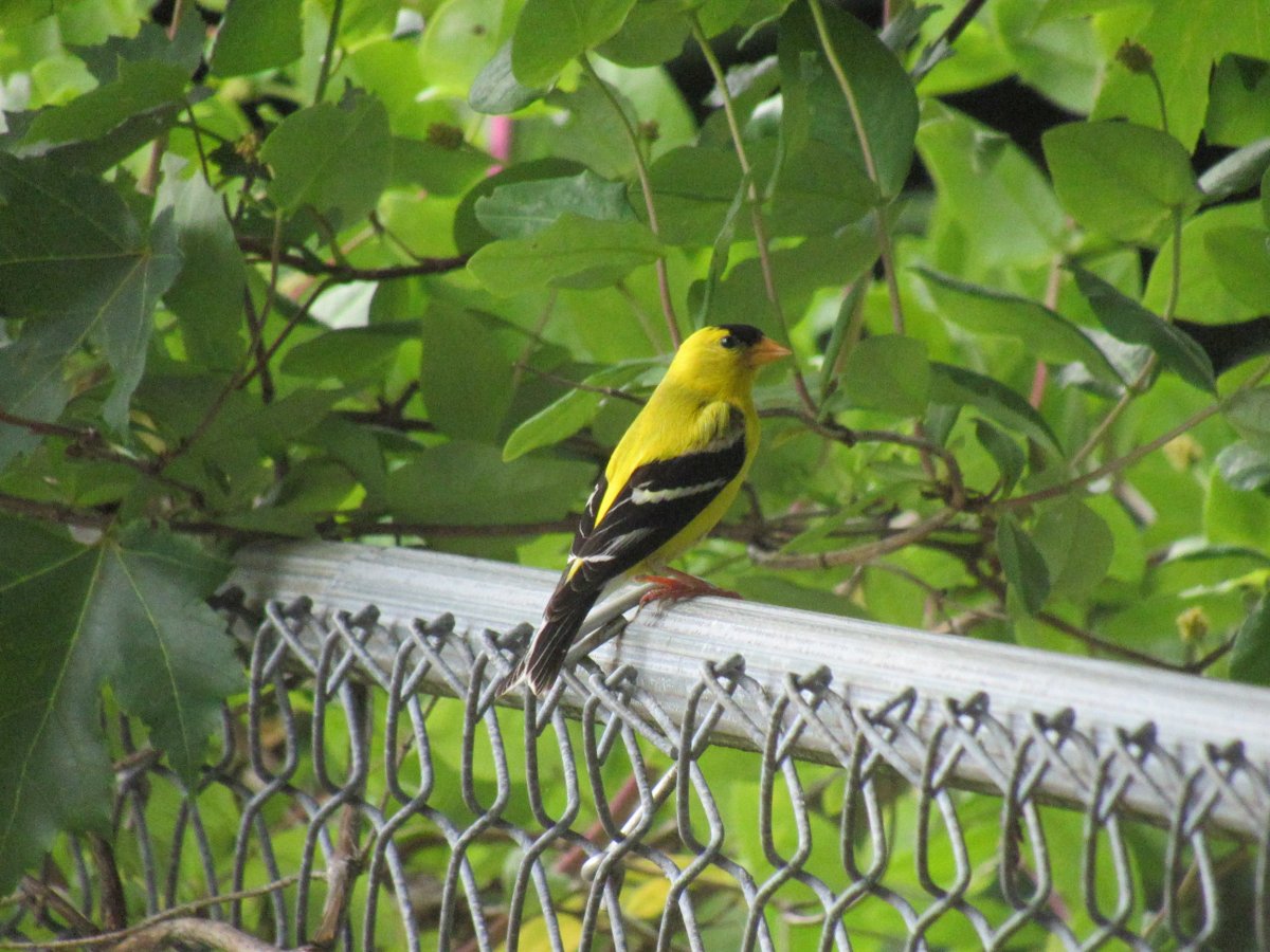 goldfinch.JPG
