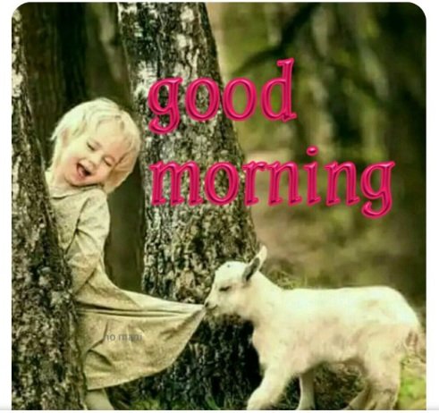 good morning goat. girl.jpg