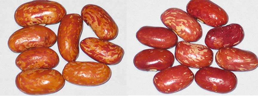 Goose Cranberry Panel #1.jpg