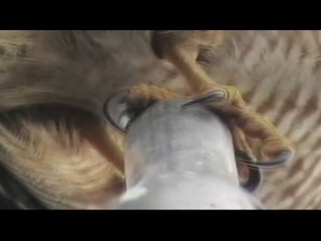Grabbed Frame 344.jpg