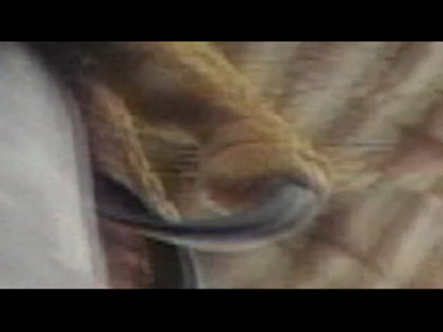 Grabbed Frame 345.jpg